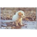 Puppy Japan V2 NTT Phone Card