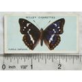 1927 Wills British Butterflies No. 36 Purple Em...