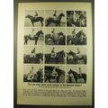 1961 Belmont Stakes Ad - Can you name these gre...