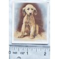 1936 Godfrey Phillips Our Puppies No. 18 Afghan Hound