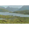 Kylesku Ferry Deer Scottish Wildlife Sutherland...
