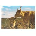 HIGHLAND COW WITH CALF, Scotland unused vintage...