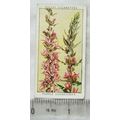 1937 Wills Wild Flowers 2nd series No. 16 Purpl...
