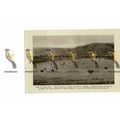 Montagu, Ostrich Farming, South Africa, Book Il...