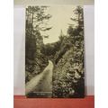 A RHODODENDRON DRIVE, NEW FOREST unused vintage...