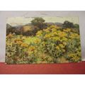 FRAGRANT MEADOWS unused antique postcard by R. ...