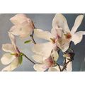 Magnolia Postcard posted 1972 crease