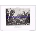 Garden of Eden, Frans Snyders, Book Illustratio...