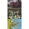 Giant Trees at Victoria Falls Rhodesia 3x Postc...