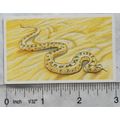 Brooke Bond Going Wild No. 8 Sidewinder viper, ...