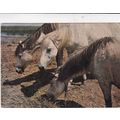Horses Camargue France Postcard posted 1973 cre...