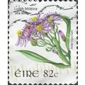 EIRE, FLOWER, Sea Aster, Aster triploium adhesi...