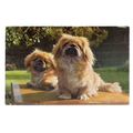 2 x LITTLE DOGS. Tibetan?? vintage used postcar...