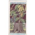 Wills Flowing Trees & Shrubs Card No. 05 Ash