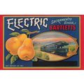 Electric Sacramento Bartletts Pears Fruit Advertising Postcard