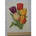 1939 Amateur Gardening illustration - May Flowe...