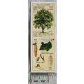 1938 Typhoo Trees of the Countryside 20 Grey Po...