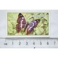 1938 Gallaher's Butterflies & Moths No. 3 Purpl...