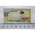 1916 Players British Livestock 19 The Scotch Bl...