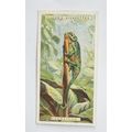 1924 Players Natural History card No. 13 Chameleon