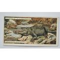 1924 Players Natural History card No. 1 America...