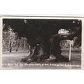 Major Oak Age1,500 years Girth 35 feet Nottingh...