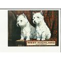 WEST HIGHLAND SHORTBREAD Advert Postcard by Opi...