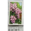 1938 Gallaher's Garden flowers No. 45 Stocks