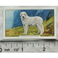 1938 Gallaher Dogs 2nd Series No. 35 Pyrenean M...