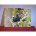 NODDY TERNS, HERON ISLAND, QUEENSLAND. AUSTRALI...