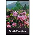 NORTH CAROLINA 1970s Rhododendrons Roan Mountai...