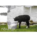 Posta: Tourist Postcard: Lamb Inspecting a Wash...