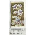 1923 Wills, Wild Flowers No. 35 Sea Holly