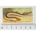 1933 Players Fresh-water Fishes, pink back No. ...