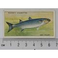 1933 Players Fresh-water Fishes, pink back No. ...