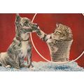 Cat Playing With Dogs Nose Acrobat Circus Hoop ...