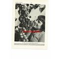 Girl In The Land Of Sunflower & Bee, Ukraine (M...