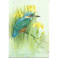 Art JEAN EVANS Kingfisher and Yellow Flags Post...