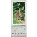1990 Grandee Britain's Wayside Wildlife No. 29 ...