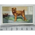 1936 Gallaher Dogs 1st Series No. 18 The Griffo...
