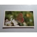 1983 Grandee British Butterflies Card # 25 of 3...