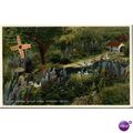 GB Postcard - The Lammas Violet Farm Dawlish Fa...