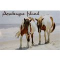 Assateague Island with Horses Souvenir Playing ...