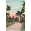 Antique Cuba PC 1916 - Una Carretera - Cuba Road