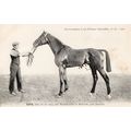 Java La France Chevaline 1909 Race Horse Antiqu...