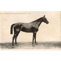 Infante La France Chevaline 1908 Race Horse Ant...