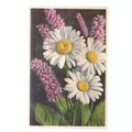 OX-EYED DAISY & SNAKE WEED, flowers Swiss unuse...