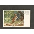 VINTAGE POSTCARD,KANGAROO,ZOOLOGICAL SOCIETY GA...