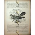 Common Cuckoo, Natural History Book Illustratio...