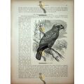 Kaka Parrot, Natural History Book Illustration,...